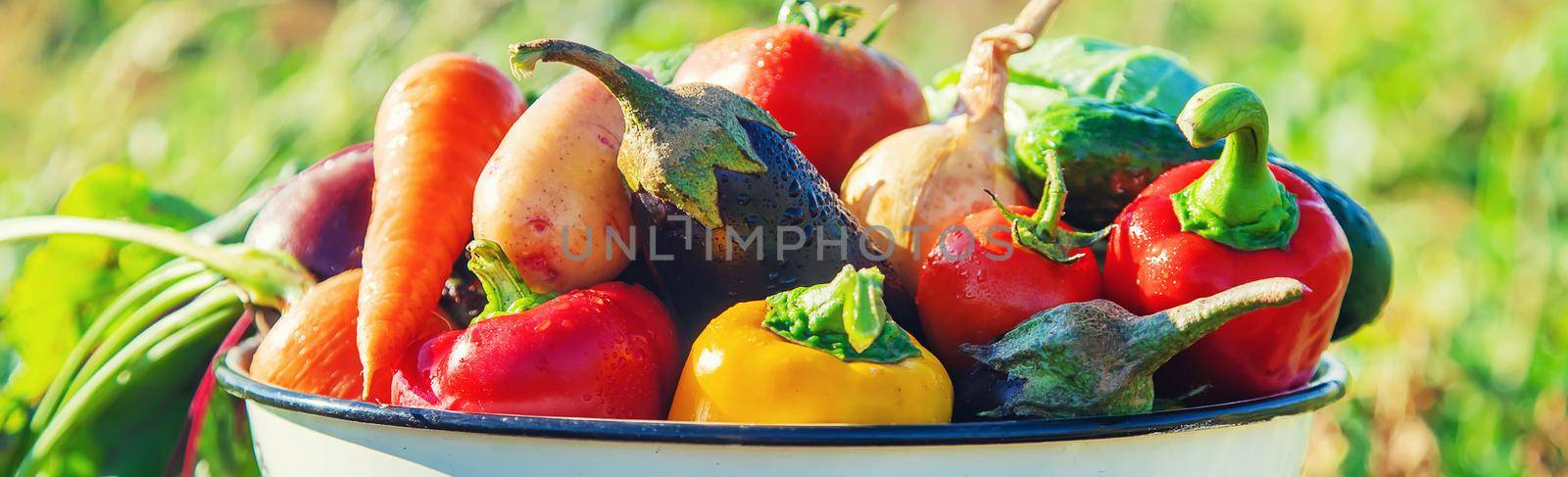 Harvest in the garden. Organic vegetables. Selective focus.nature.