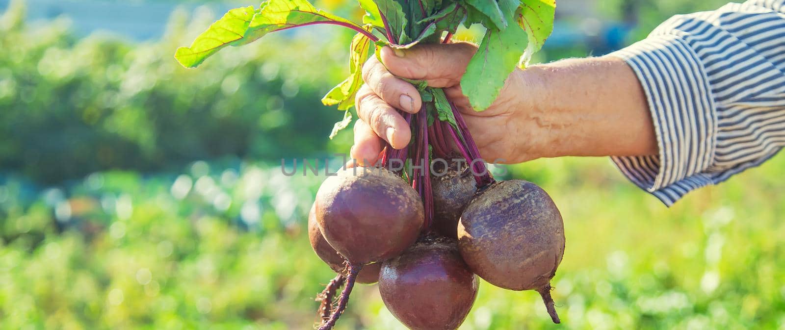 Grandmother with vegetables in her hands in the garden. Organic vegetables. Selective focus. by yanadjana