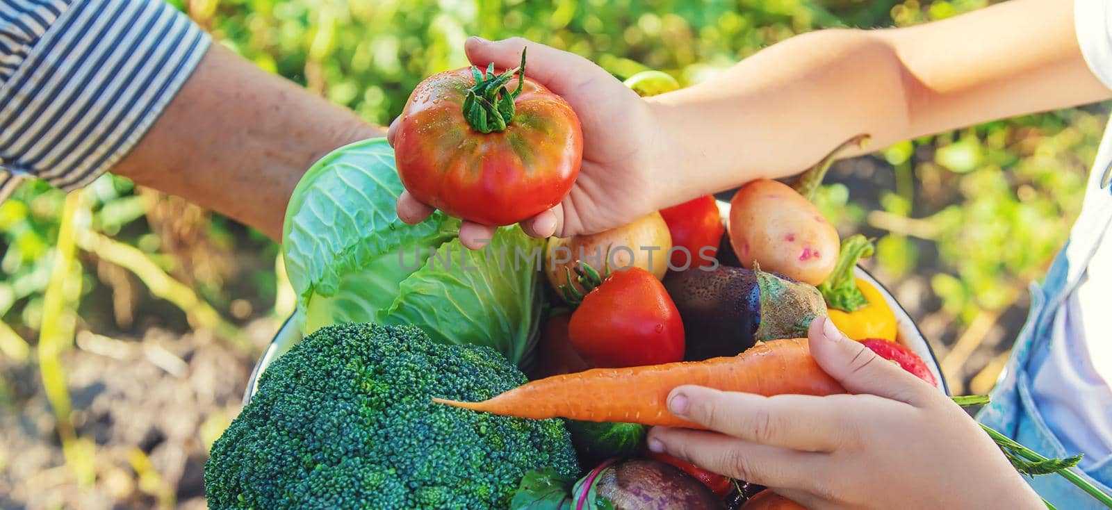 Child and grandmother in the garden with vegetables in their hands. Selective focus. by yanadjana