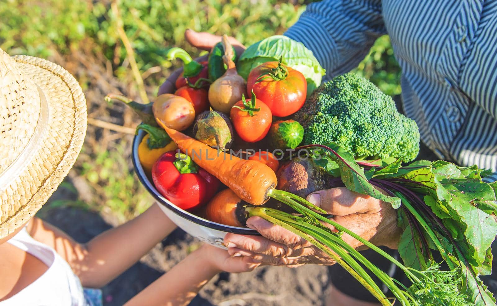 Child and grandmother in the garden with vegetables in their hands. Selective focus. nature.