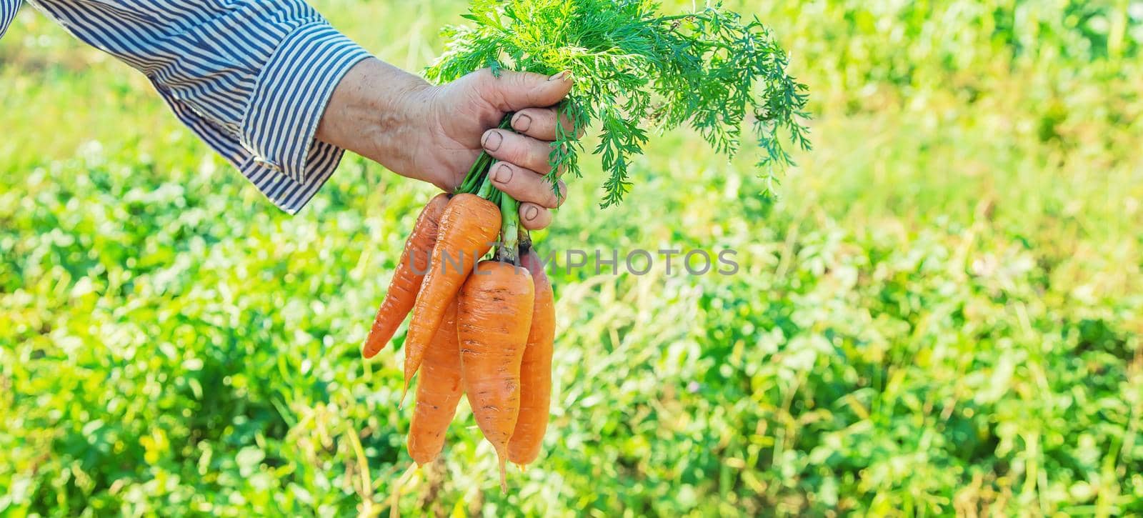 Grandmother with vegetables in her hands in the garden. Organic vegetables. Selective focus. nature.