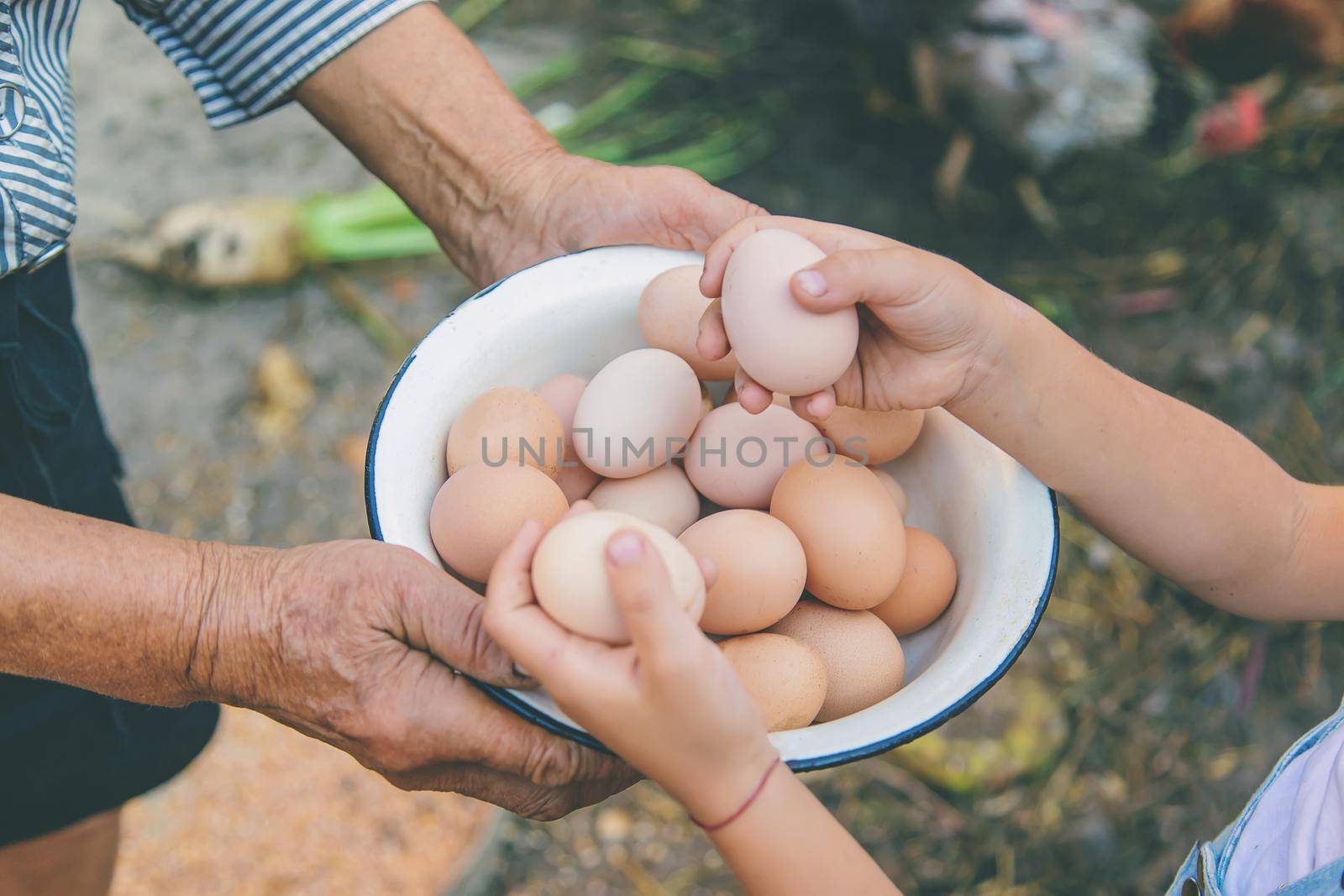 homemade eggs in grandmother's hands. Selective focus. nature.