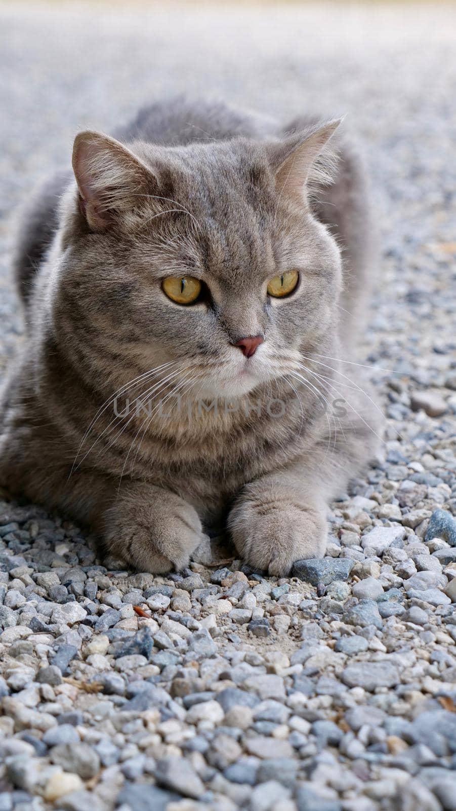 Portrait of pet scottish straight cat, british close up outdoor. An animal of striped gray color with yellow eye looks outside