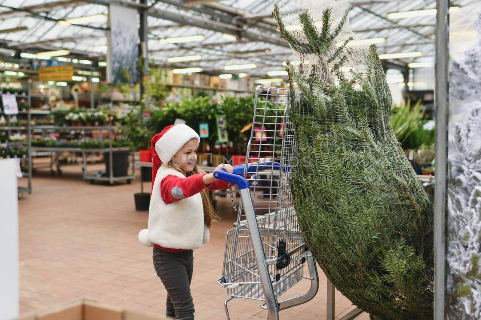 Small girl chooses a Christmas tree in the shop.