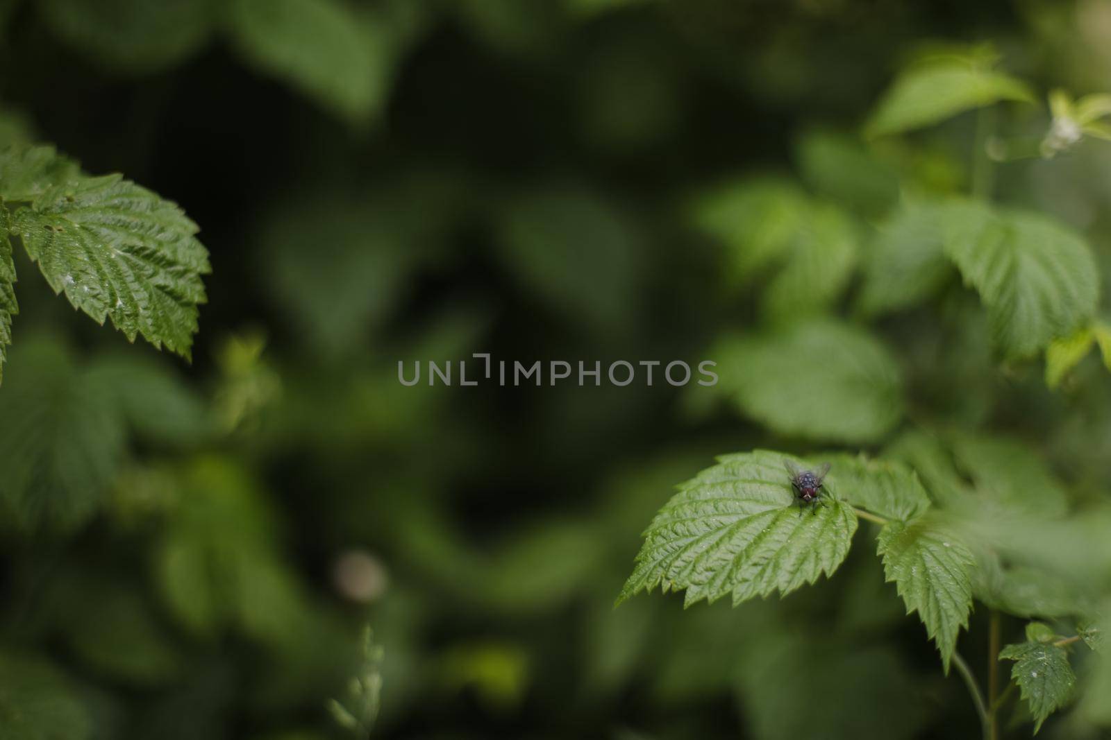 Natural green leaves as summer background cover page environment ecology or greenery wallpaper. Abstract green leaves texture, nature background