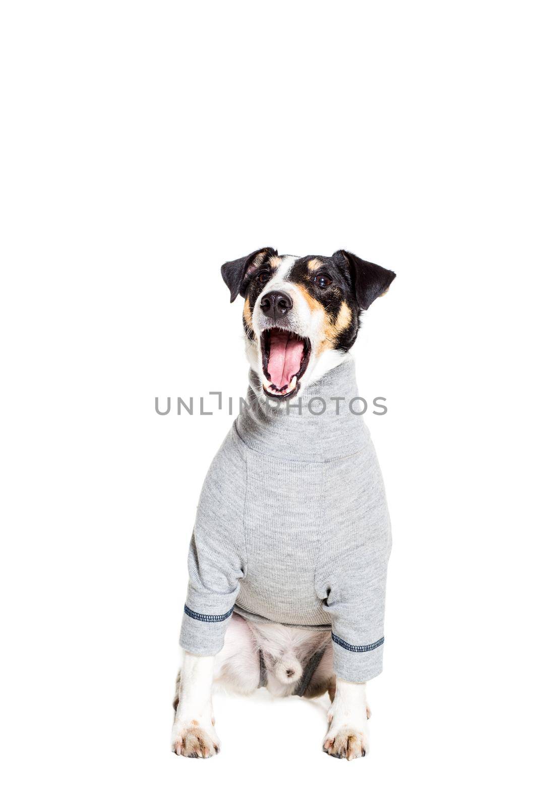 Portrait of a purebred smooth fox terrier of white background. Dog clothes. Dog sitting