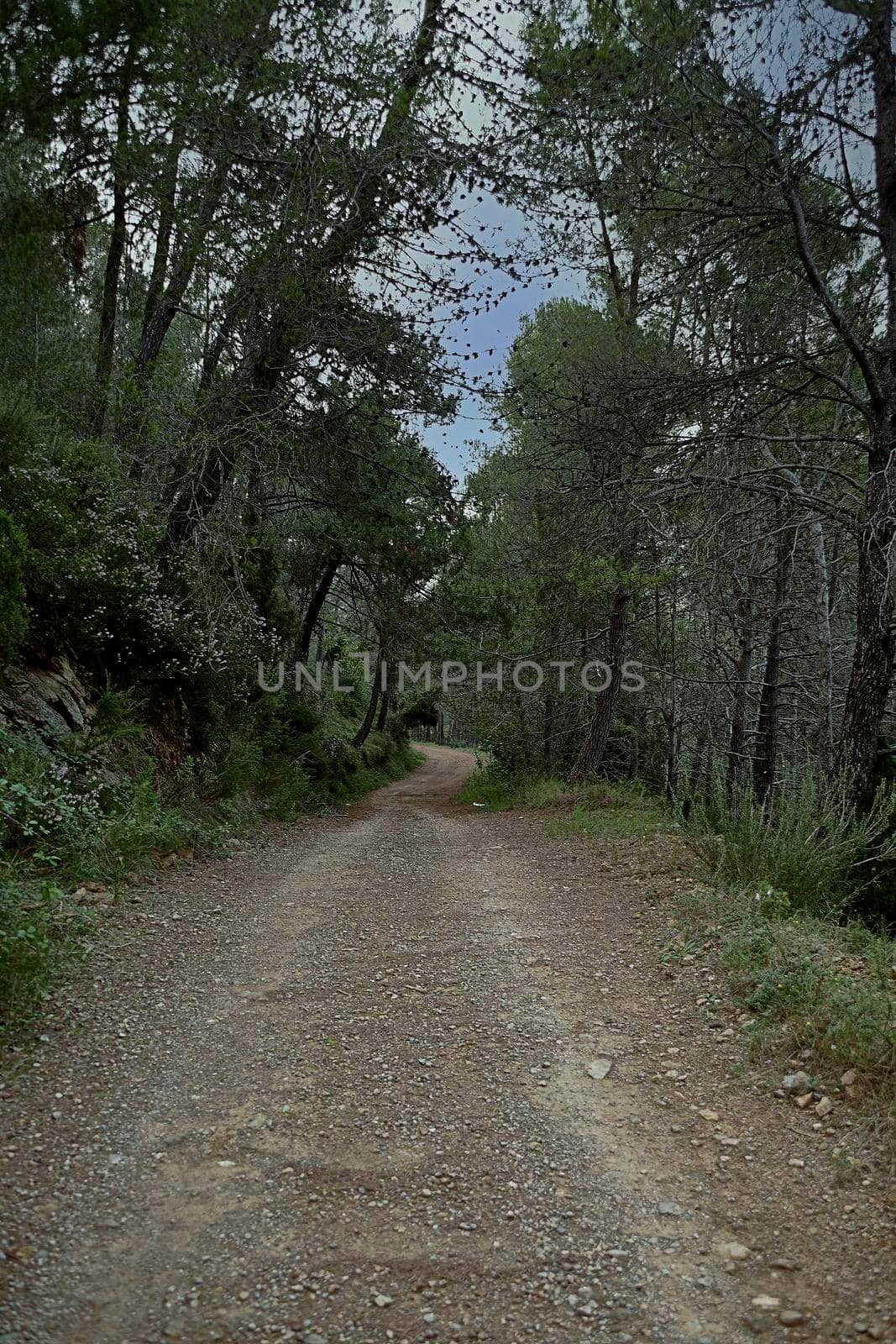 Mountain road through pine trees and vegetation by raul_ruiz