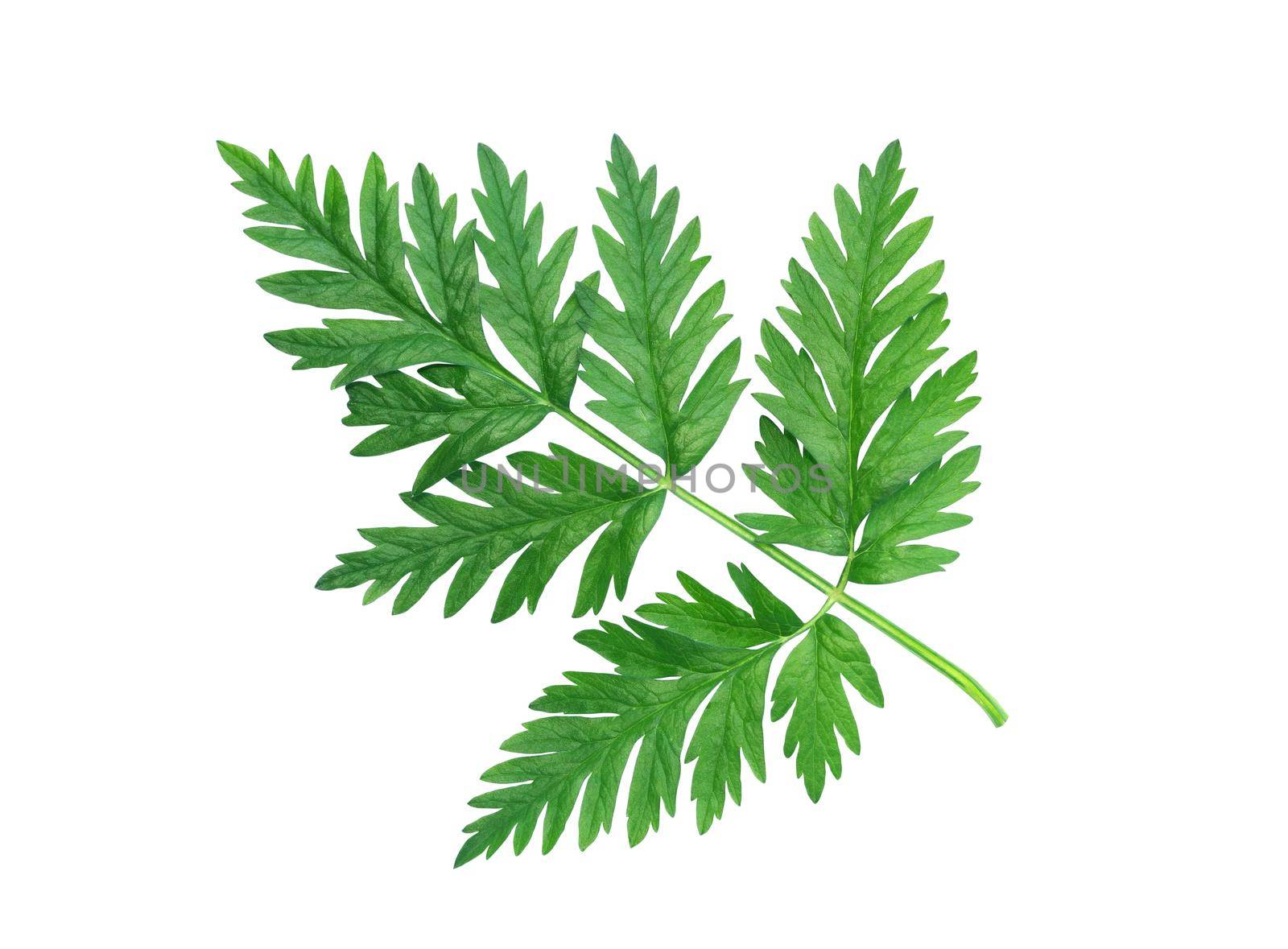Freshness green leaves isolated on white background with clipping path