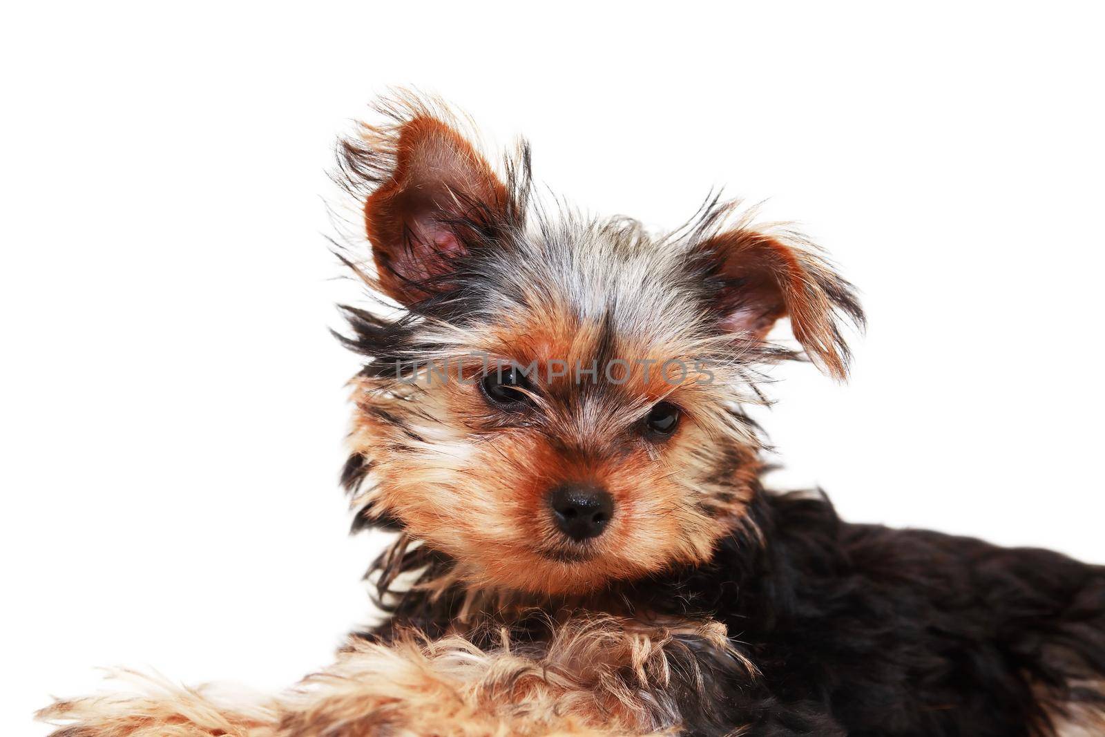 Alone funny puppy yorkshire terrier on white background