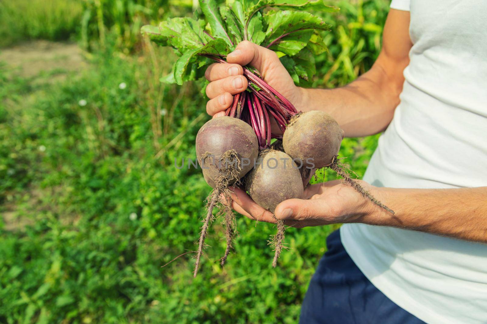 man with a bunch of beets in the garden. Selective focus. by yanadjana