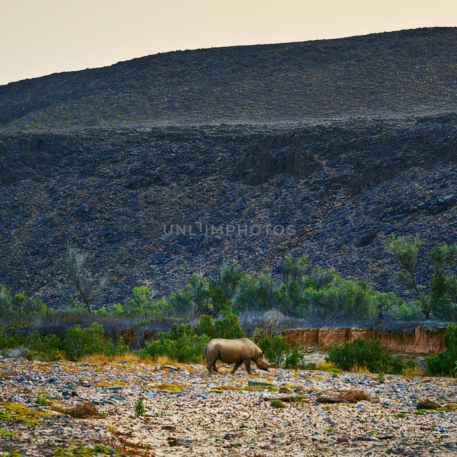 One of the last of its kind. Shot of a rhino in its natural habitat. by YuriArcurs