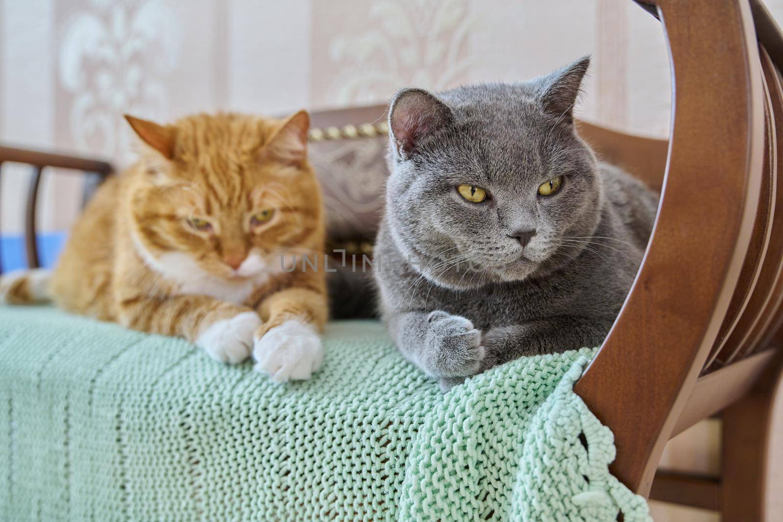 Two funny cats lying together on the couch at home will keep warm in the cold autumn winter season.