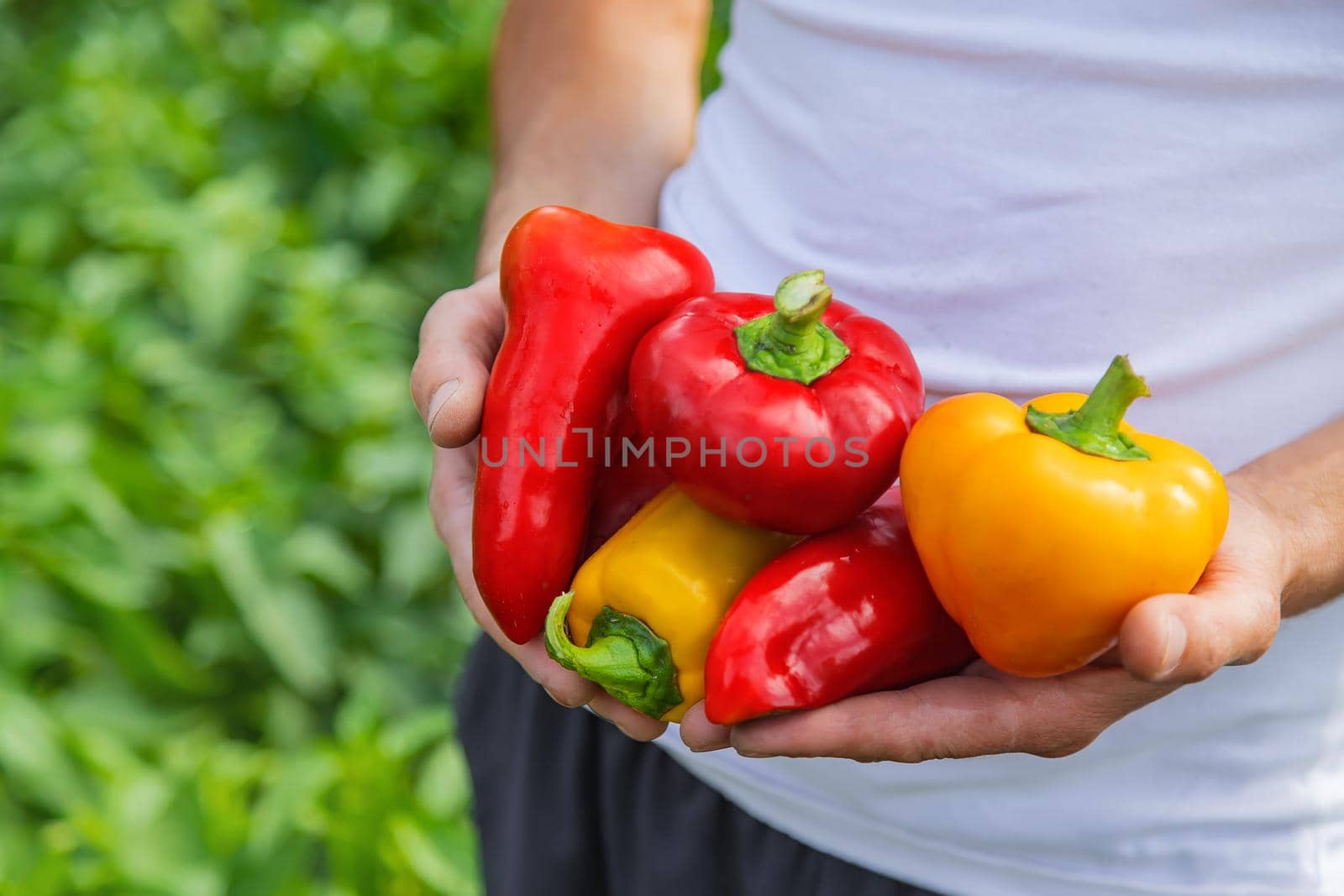 Man farmer with sweet pepper in his hands. Selective focus. by yanadjana