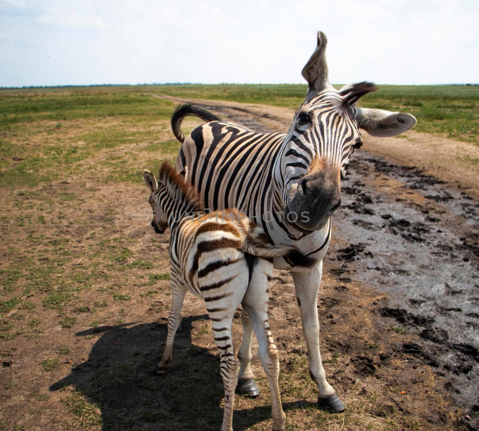 Young baby zebra and mother family standing together by Suietska