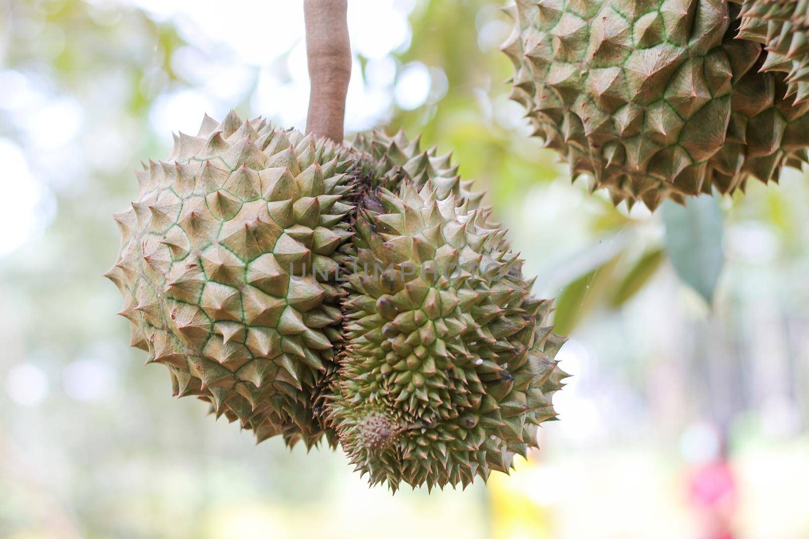 Durian from Sisaket,Thailand has a unique flavor because it is grown on soil rich in potassium from a volcanic eruption. "Volcano Durian"