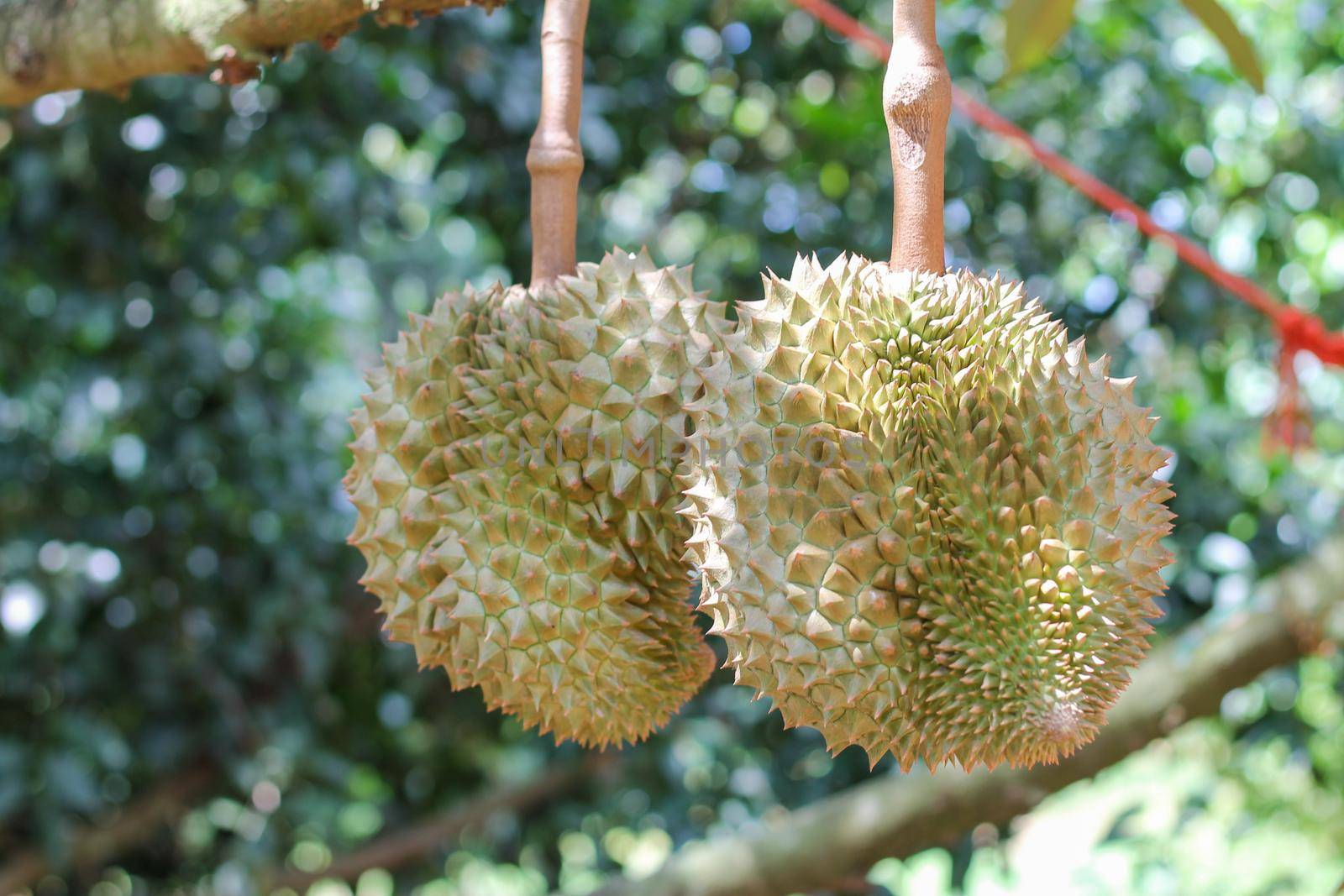 Durian from Sisaket,Thailand has a unique flavor because it is grown on soil rich in potassium from a volcanic eruption. "Volcano Durian"