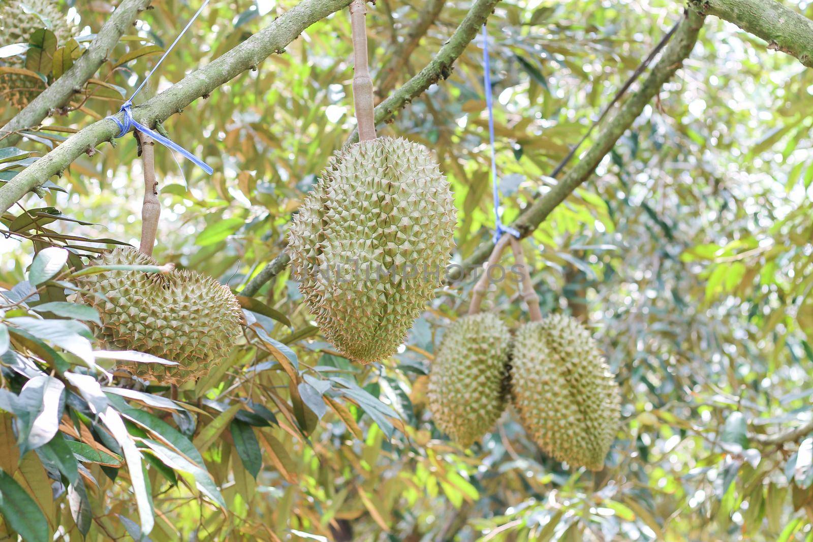 durians on the durian tree in an organic durian orchard. by pichai25
