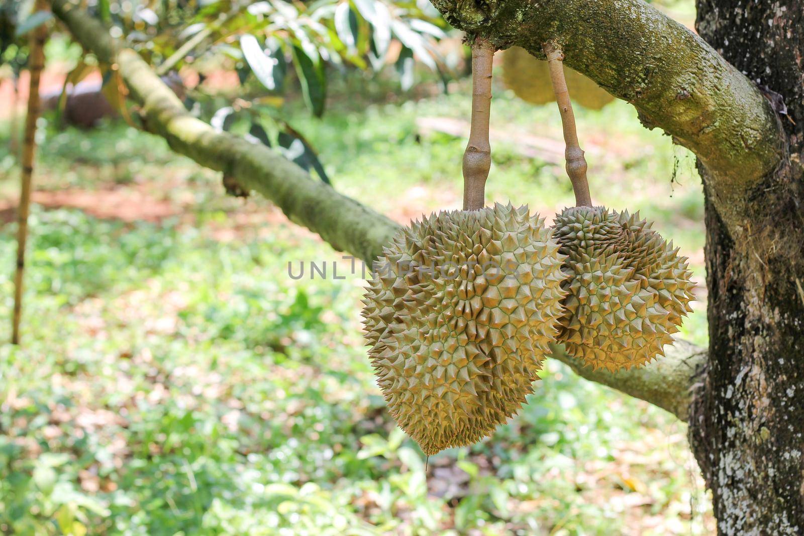 Durian from Sisaket,Thailand has a unique flavor because it is grown on soil rich in potassium from a volcanic eruption. "Volcano Durian"