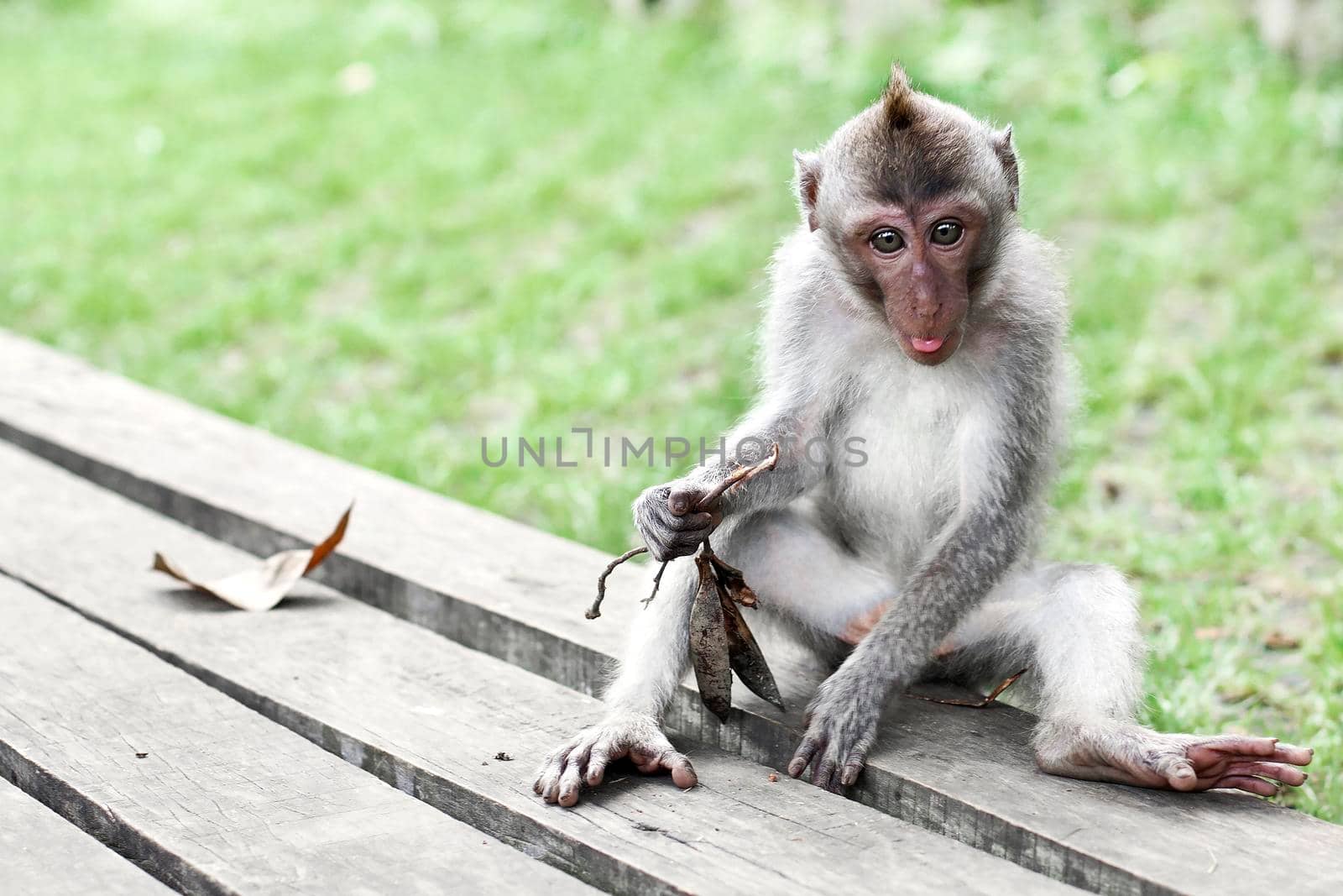 Wildlife Monkey Portrait by Jyliana