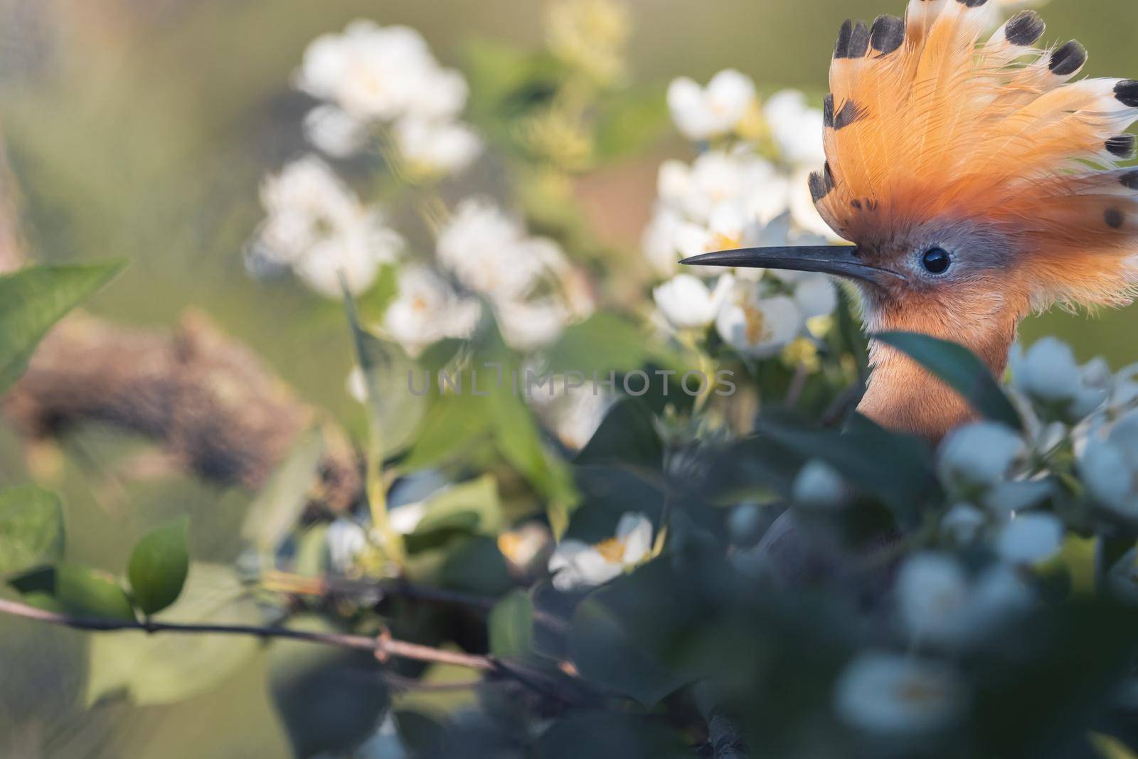 beautiful hoopoe bird sits among the flowers