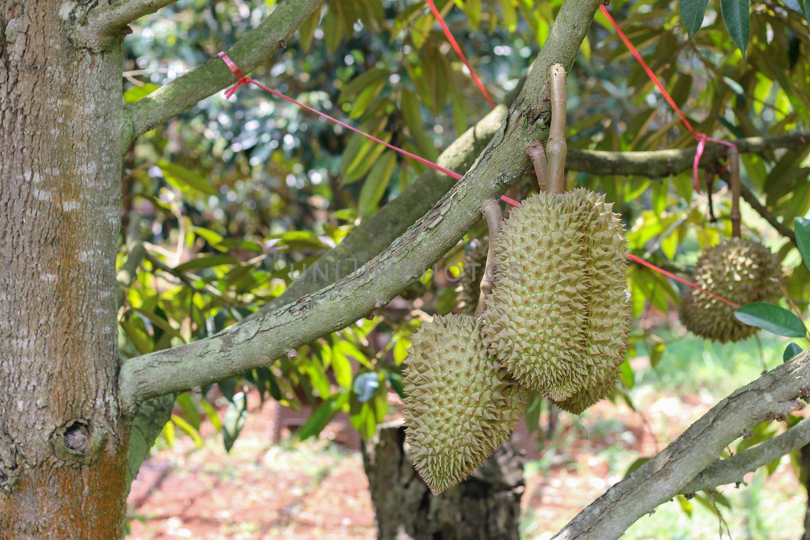 durians on the durian tree in an organic durian orchard. by pichai25