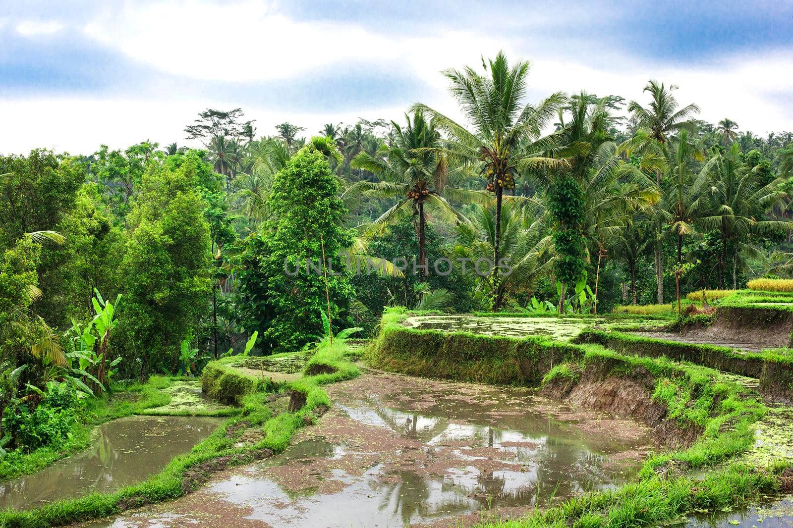 Rice fields on terraced Thailand, Vietnam or Bali by Jyliana