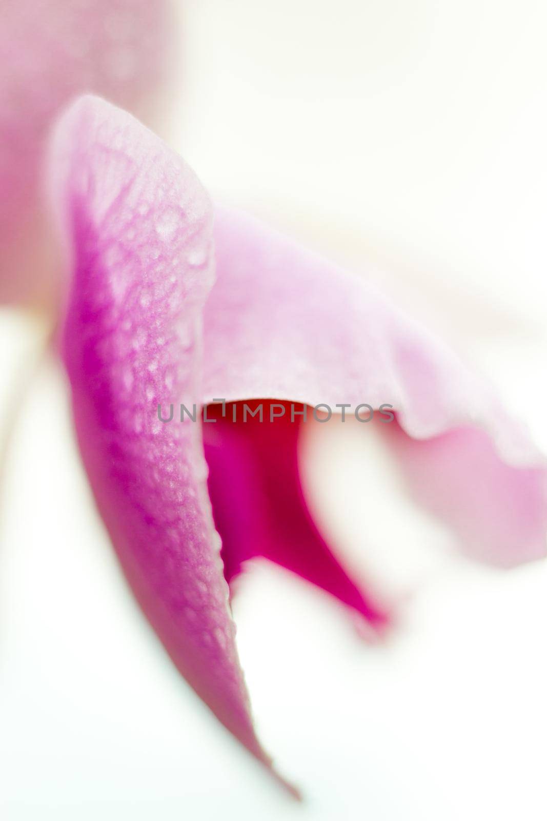 Beautiful Macro Orchid Flower. Abstract blurry natural background. Light fragile blossoms with waterdrops. by iliris