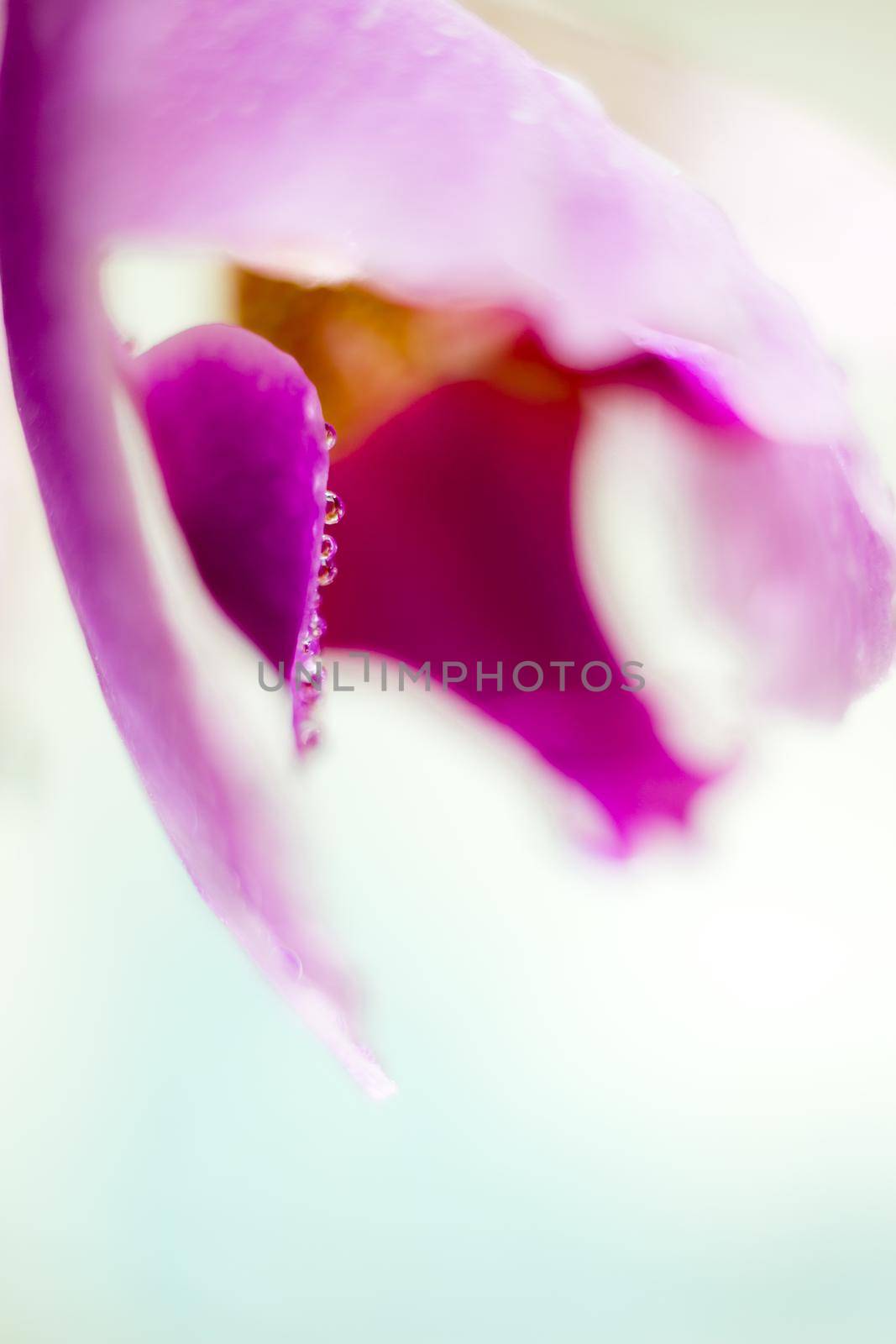 Beautiful Macro Orchid Flower. Abstract blurry natural background. Light fragile blossoms with waterdrops. by iliris