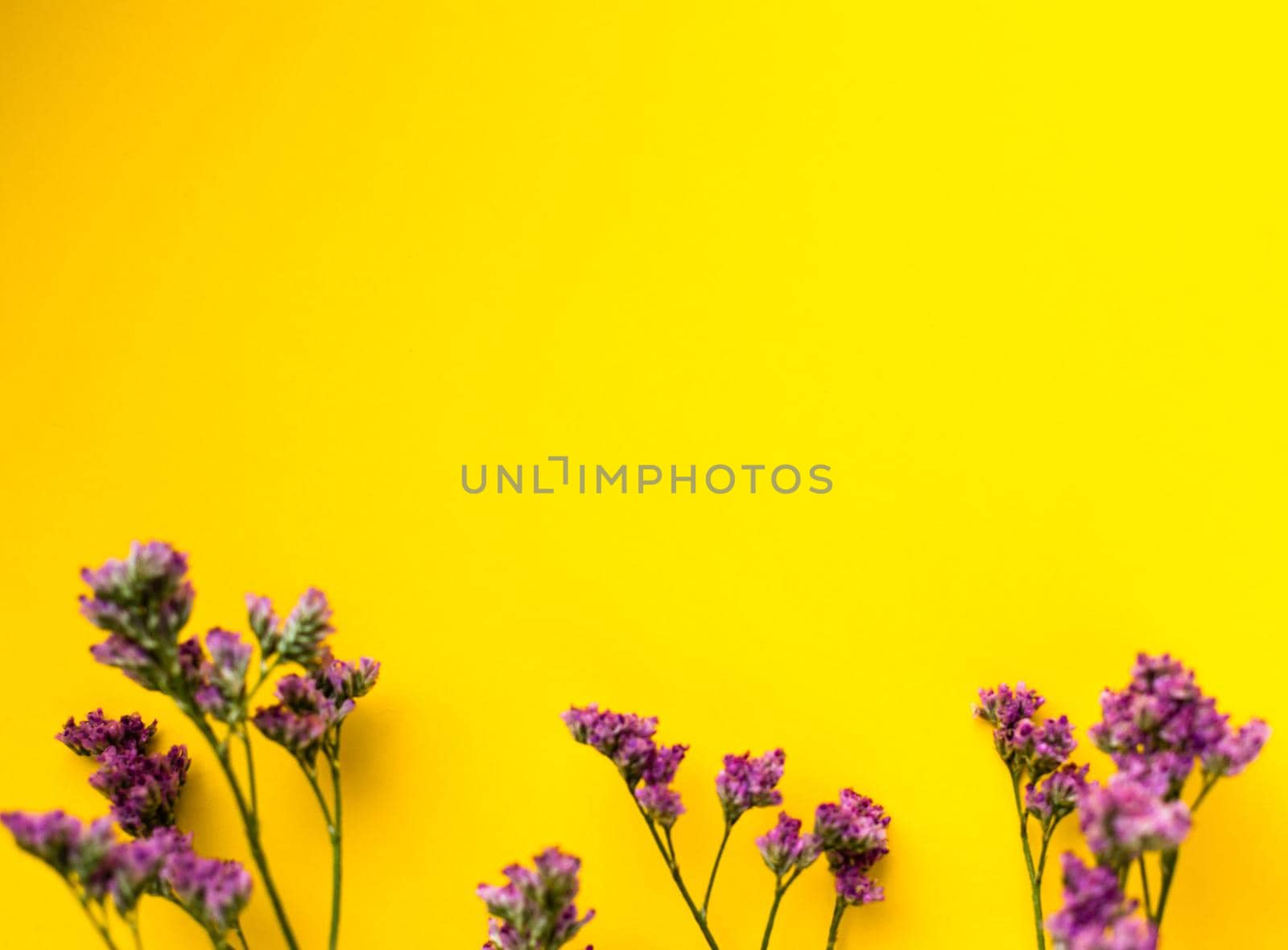 Summer Dried Flowers on Yellow Background. Minimalist flat lay background for mock-up template. High quality photo