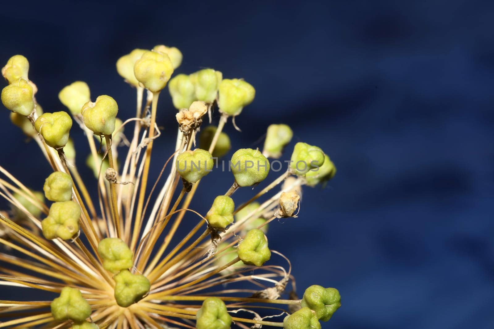 Flower blossom close up botanical background allium nigrum family amaryllidaceae high quality big size print