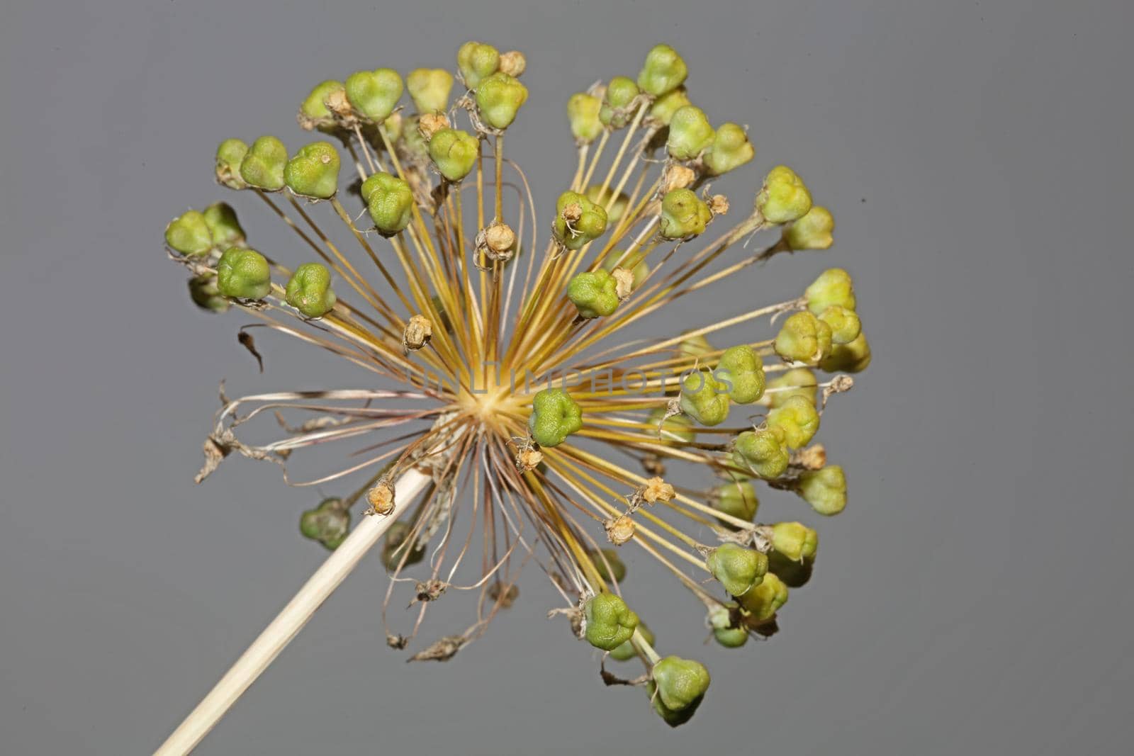 Flower blossom close up botanical background allium nigrum family amaryllidaceae high quality big size print