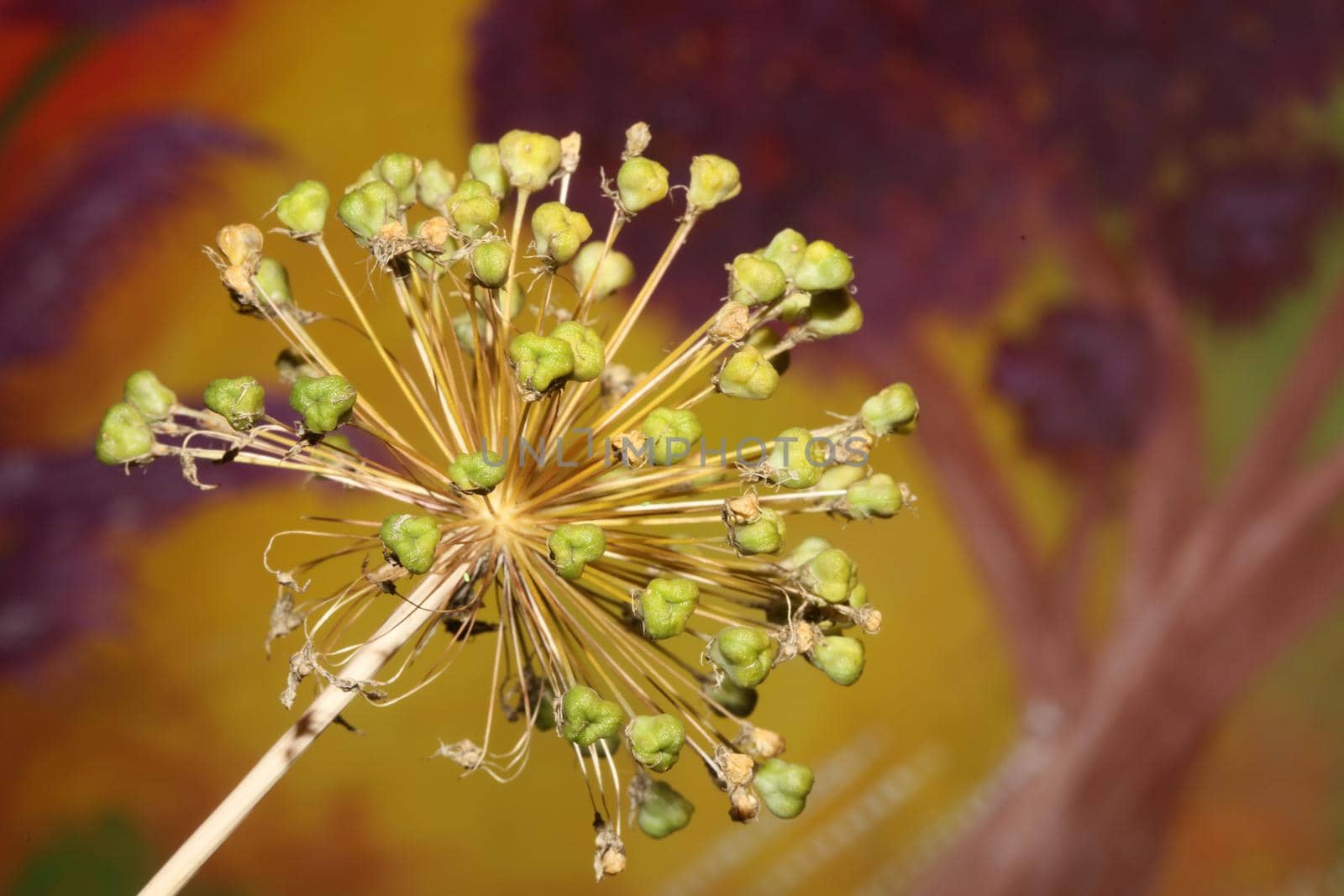 Flower blossom close up botanical background allium nigrum family amaryllidaceae high quality big size print