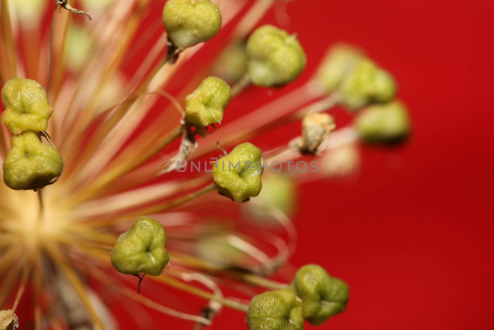 Flower blossom close up botanical background allium nigrum family amaryllidaceae high quality big size print