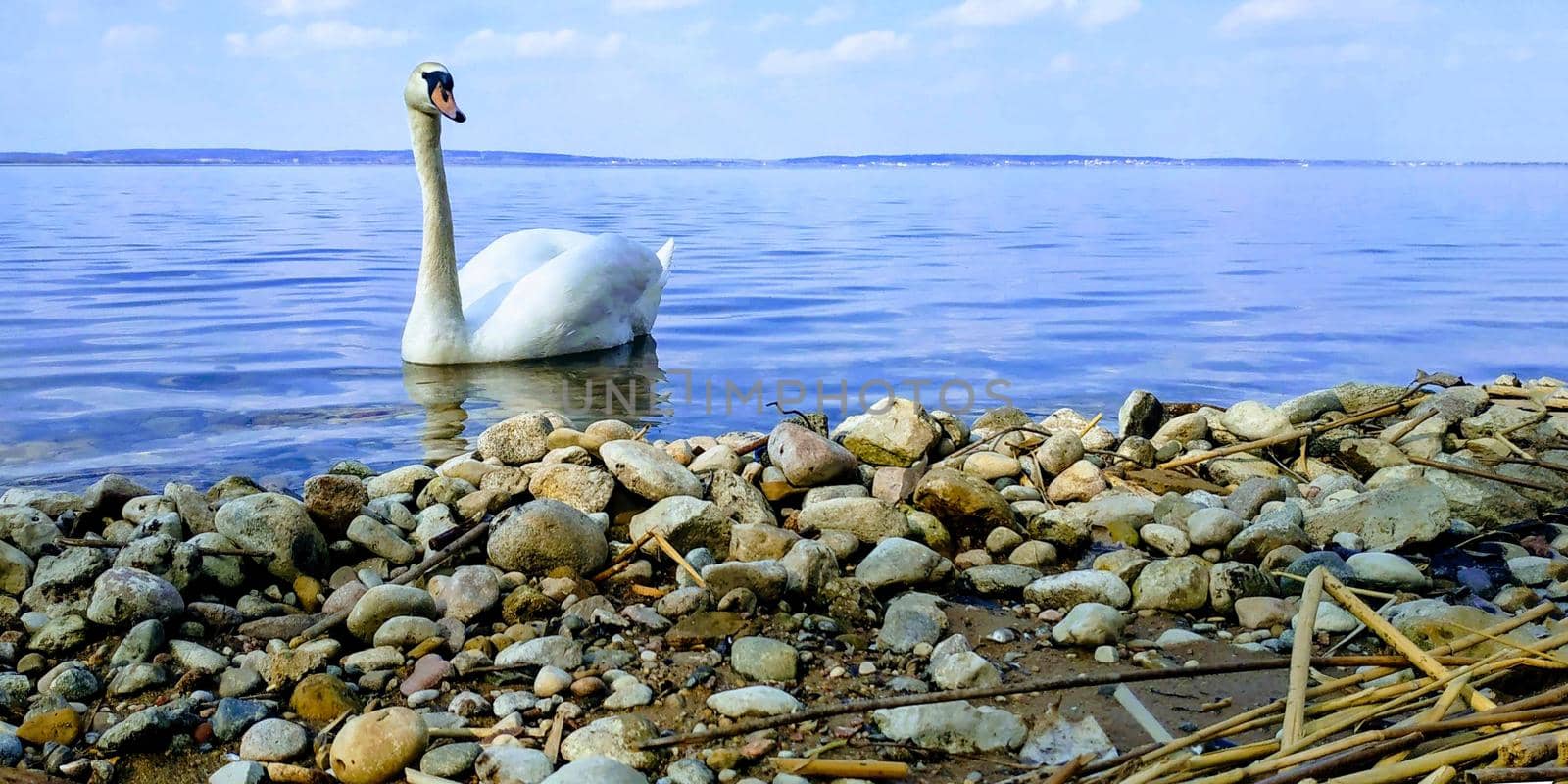 Graceful white Swan swimming in the lake. Beautiful swan. Single white Swan on the pond. Water on background by Jyliana