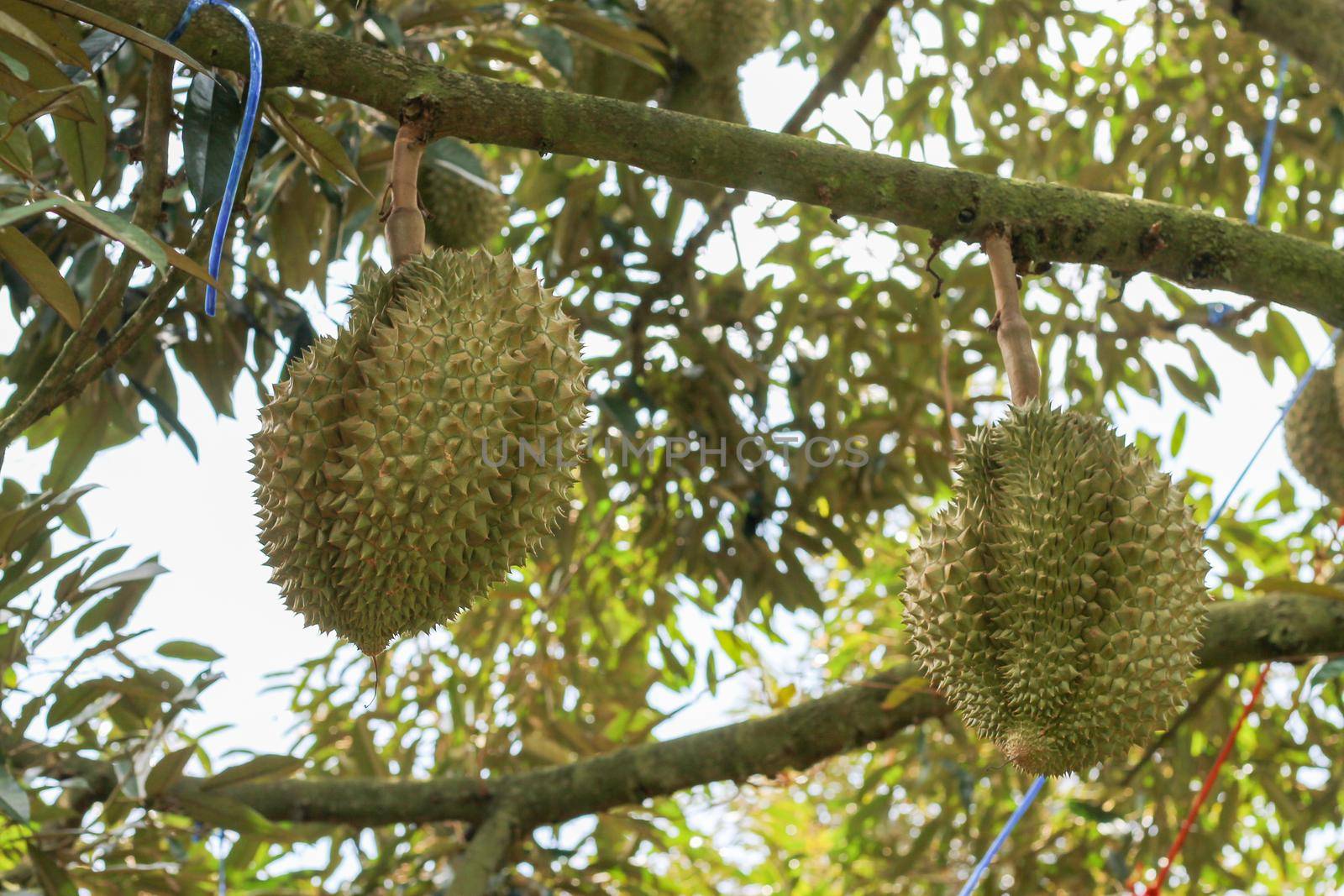 durians on the durian tree in an organic durian orchard. by pichai25