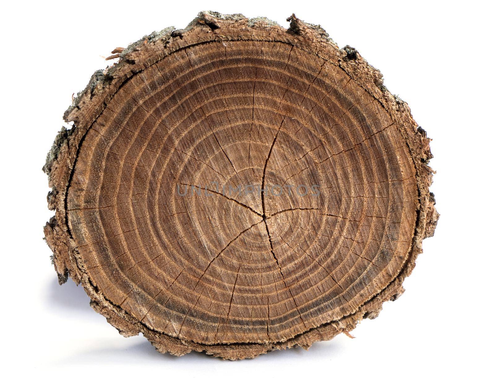 wood background. Old wooden oak tree cut surface. Detailed warm dark brown and orange tones of a felled tree trunk or stump. Rough organic texture of tree rings with close up of end grain.