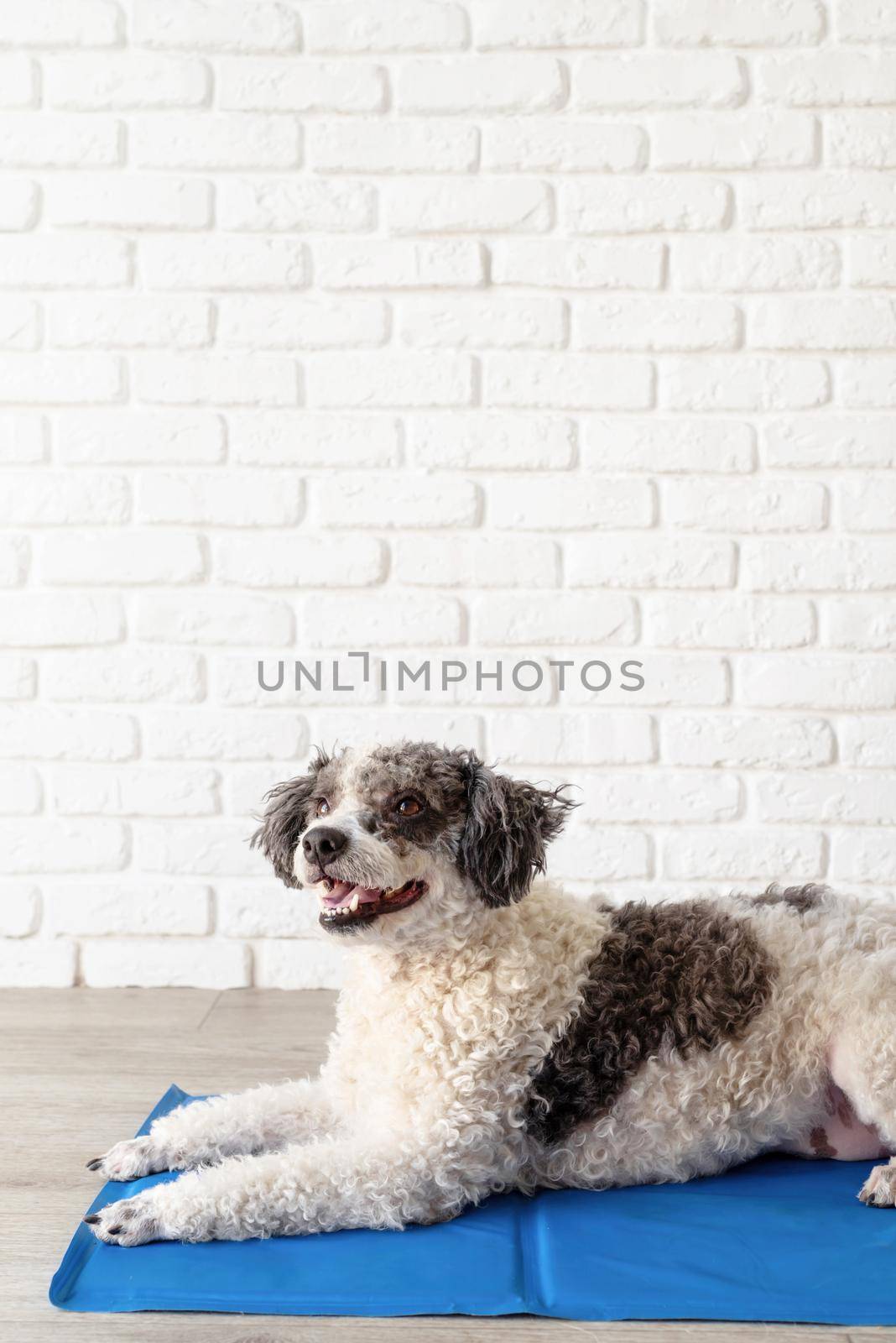 Cute mixed breed dog lying on cool mat looking up on white brick wall background by Desperada
