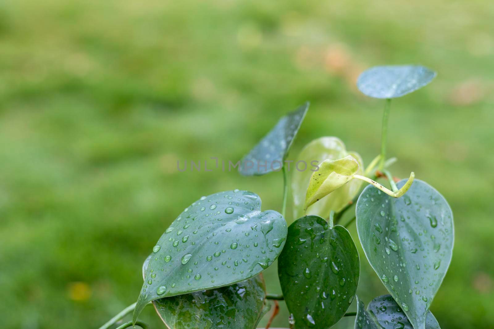 Heart leaf green philodendron plant with raindrops by Bilalphotos