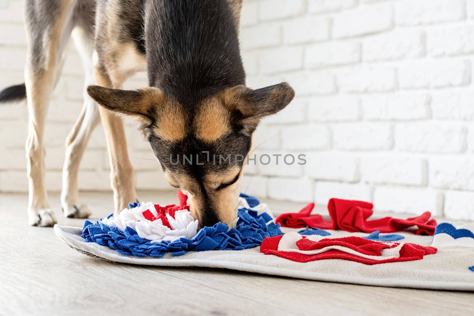 cute mixed breed dog playing on soft washable snuffle rag rug for hiding dried treats for dogs nose work on white background, front view. Intellectual games with pet.