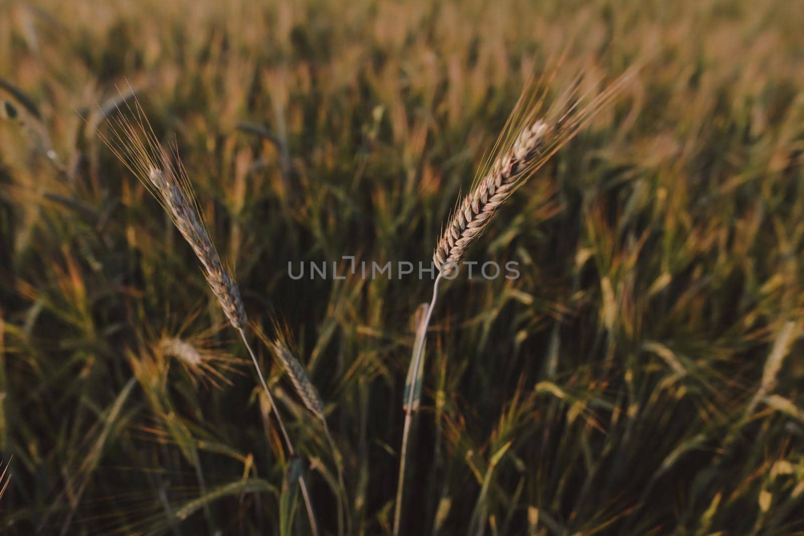 plantation of wheat. wheat crops growing texture