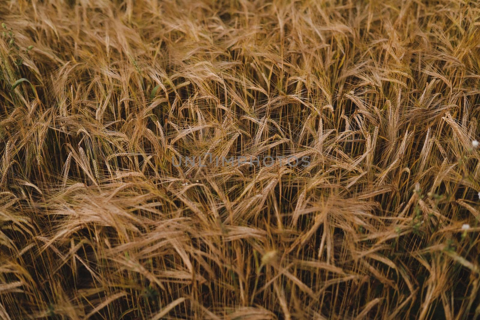 plantation of wheat. wheat crops growing texture