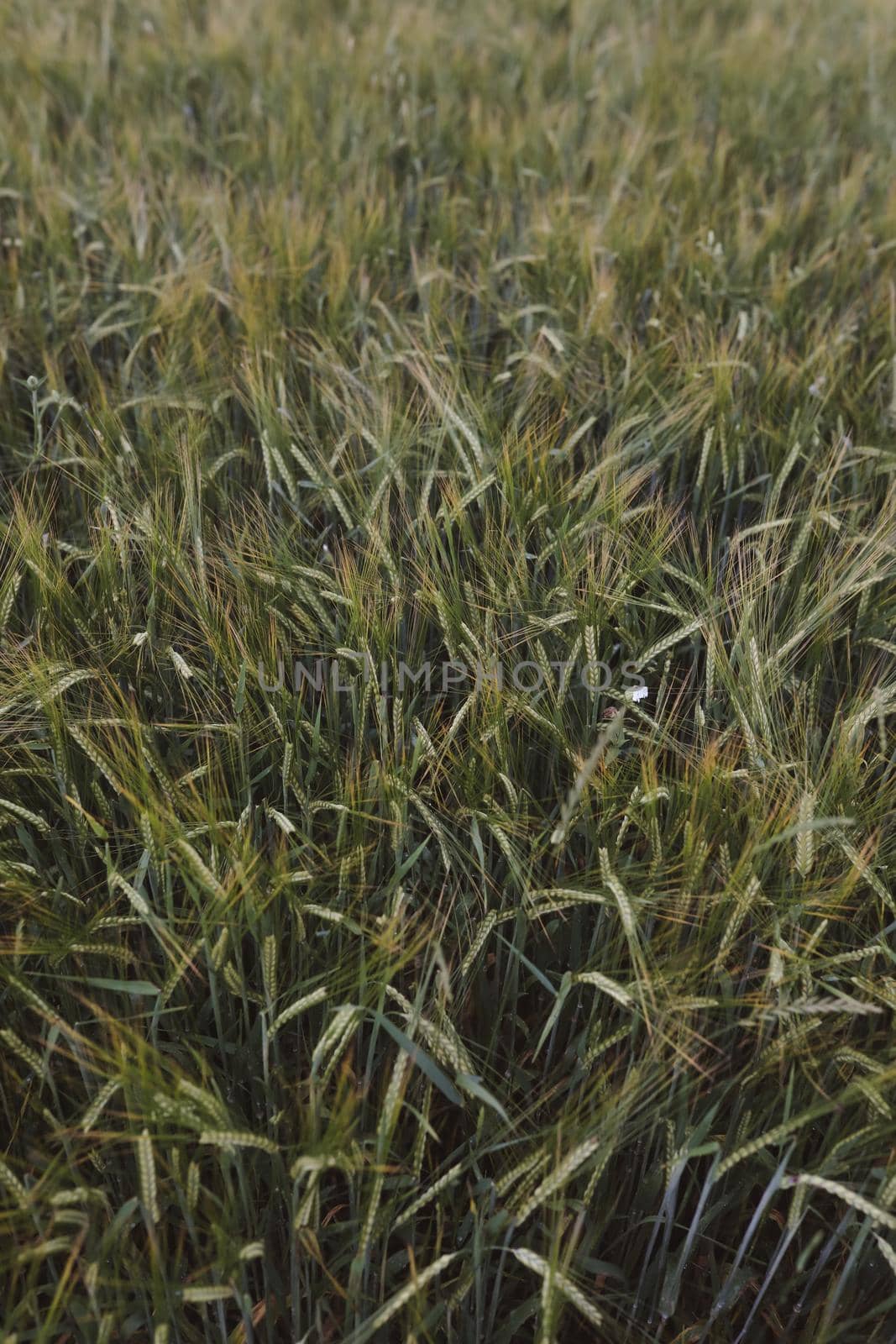 plantation of wheat. wheat crops growing texture