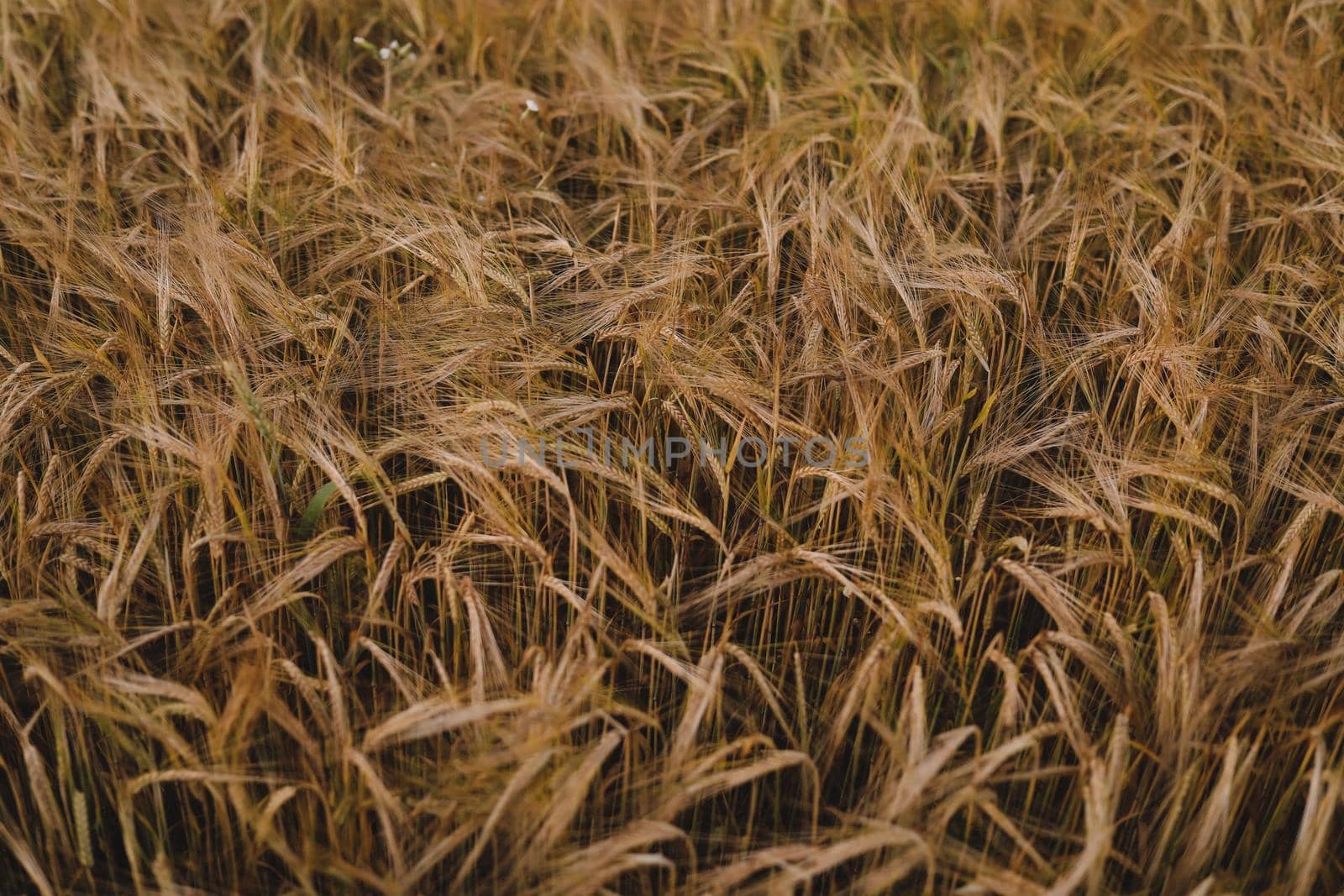 plantation of wheat. wheat crops growing texture