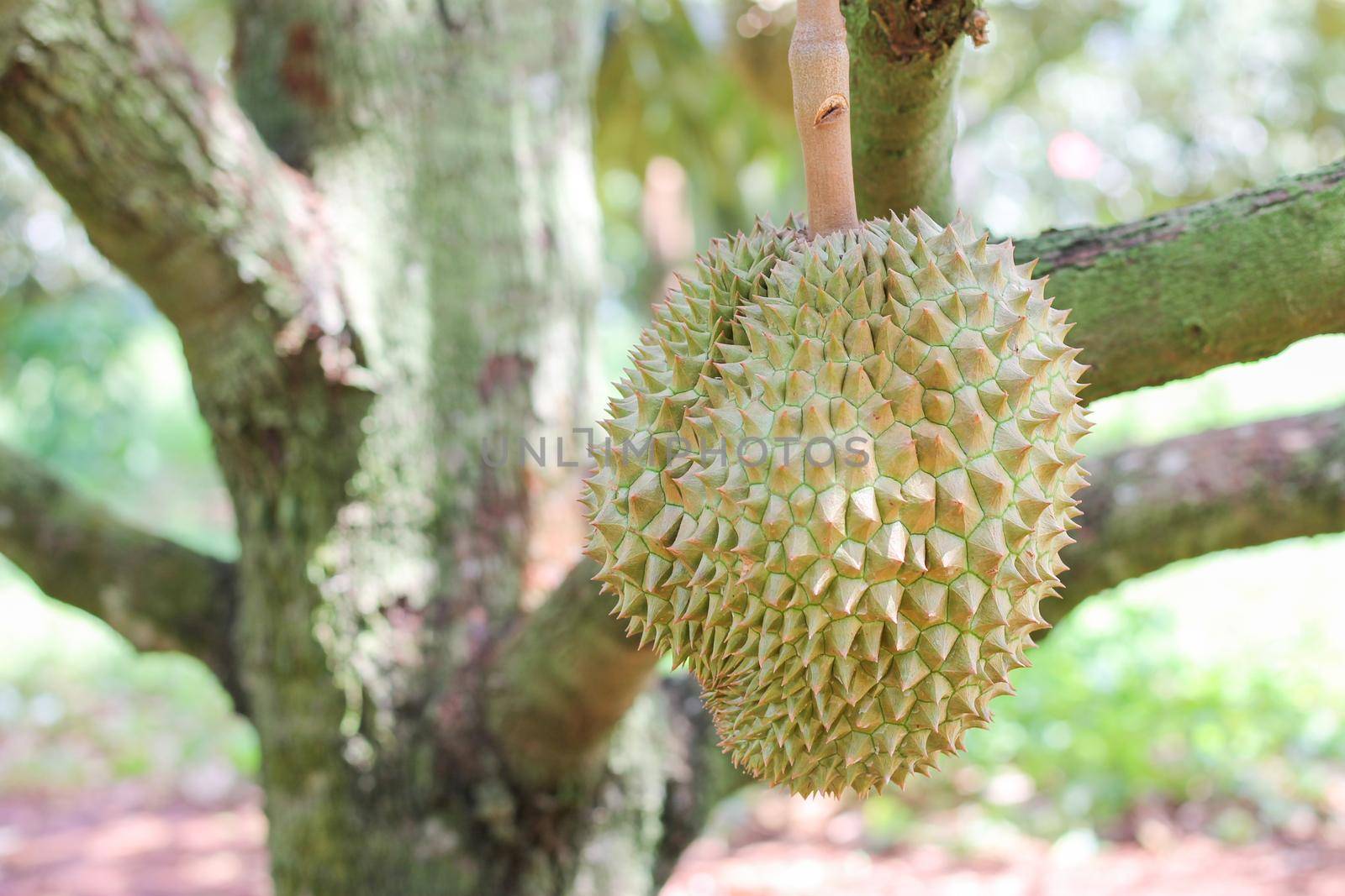 durians on the durian tree in an organic durian orchard. by pichai25