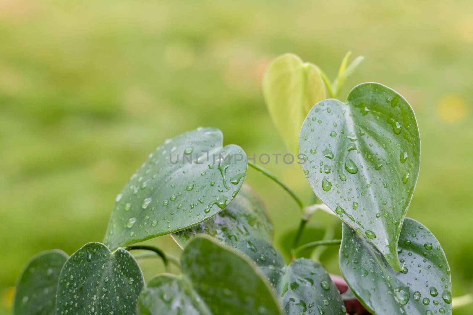 Heart leaf Philodendron vine selective focus