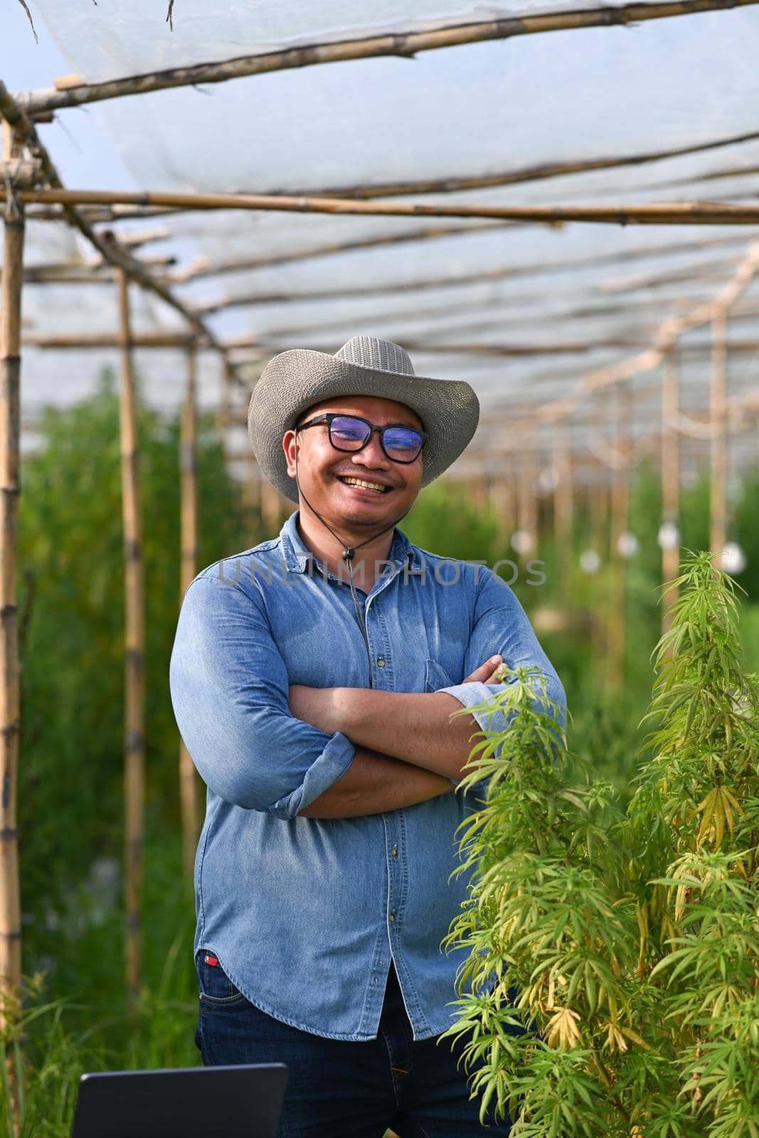 Portrait of young male innovative farmer standing among his commercial greenhouse hemp crop. Business agricultural cannabis farm concept by prathanchorruangsak