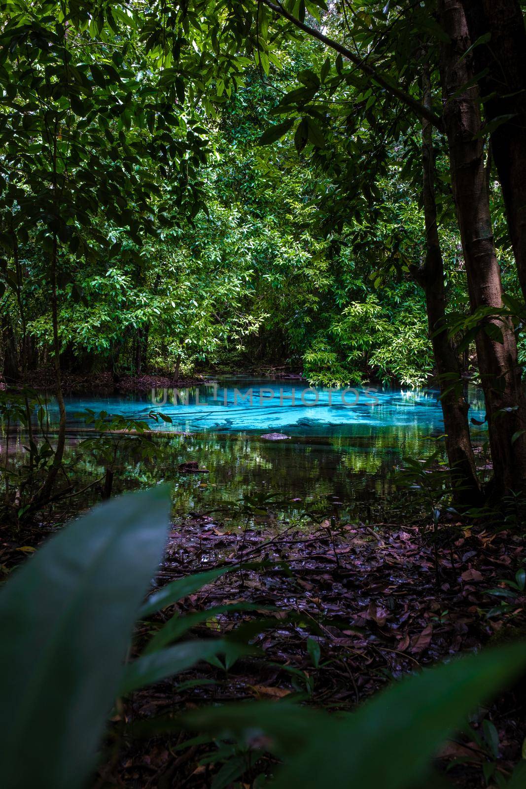 Emerald lake and Blue pool Krabi Thailand mangrove forest Krabi Thailand. by fokkebok