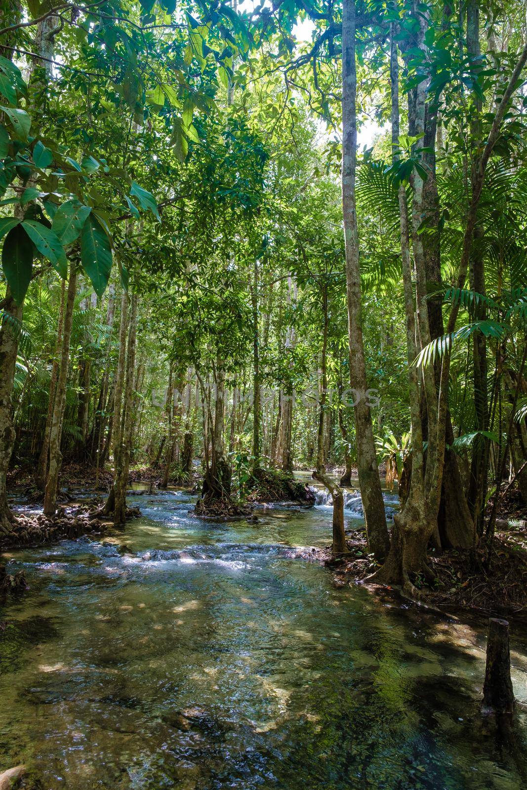 Emeral lake Blue pool Krabi Thailand mangrove forest Krabi Thailand.