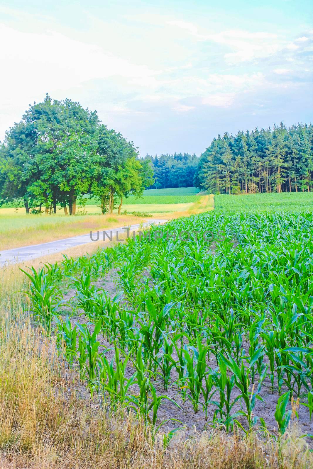 North German agricultural field forest and nature landscape panorama in Hemmoor Hechthausen Cuxhaven Lower Saxony Germany.