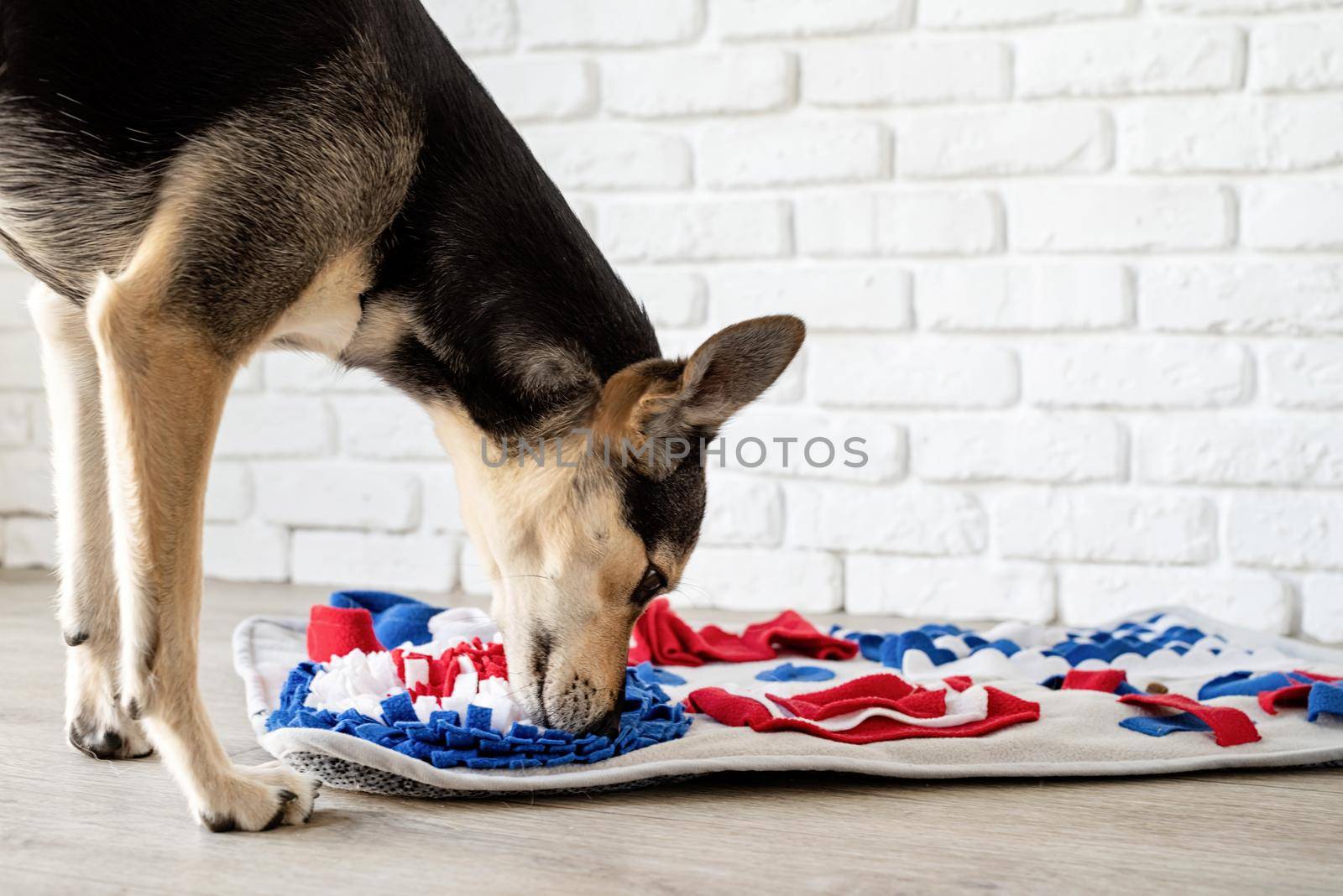 cute mixed breed dog playing on soft washable snuffle rag rug for hiding dried treats for dogs nose work on white background, front view. Intellectual games with pet.